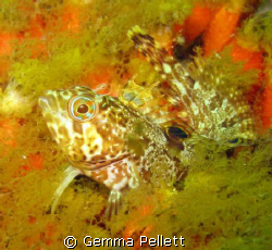 Speckled Klipfish or Clinus venustris
Taken at Patridge ... by Gemma Pellett 